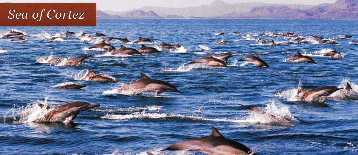 dolphin pic