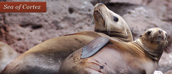 seals