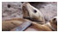 seal