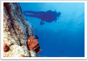 act dive