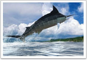 act fish