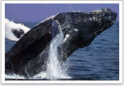 act whale