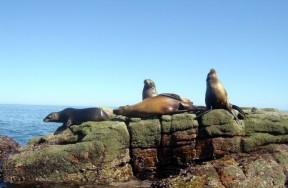 Sea of Cortez