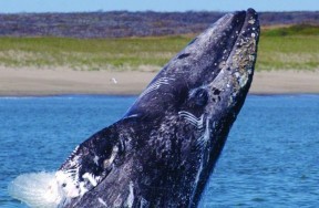 Whale Watching